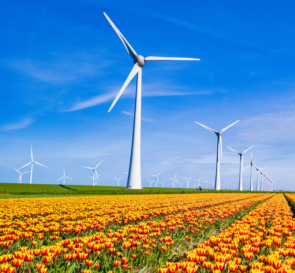 Vibrant tulip fields and modern wind turbines in Flevoland, Netherlands.